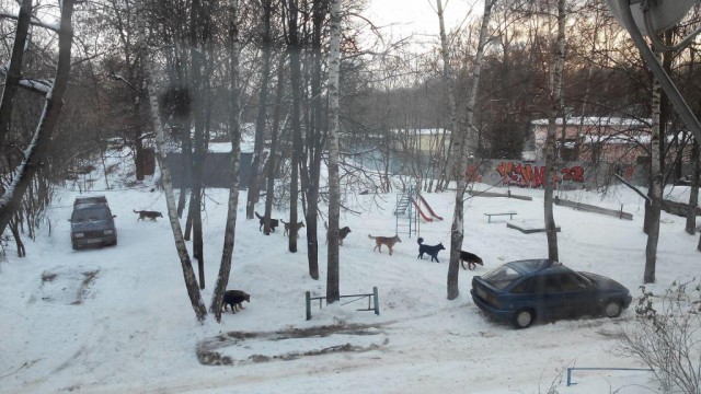 Нападение бродячих собак в Перми