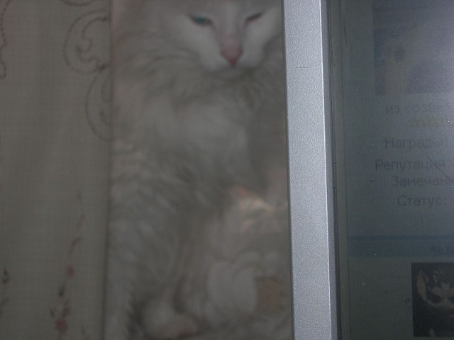 Коты в засаде
