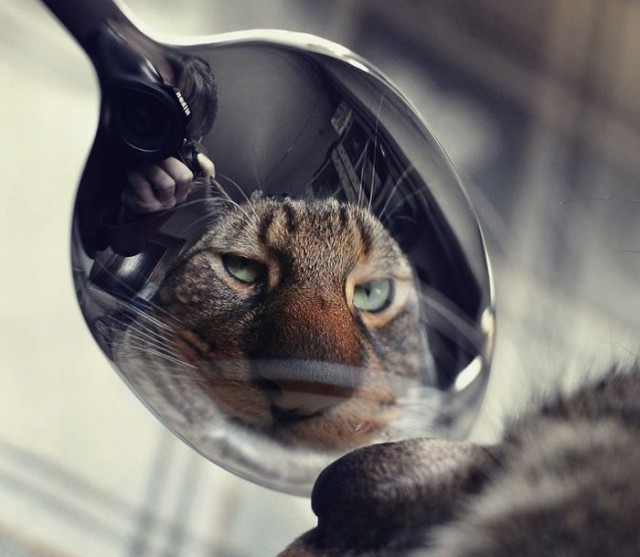 Демы к котовторнику!