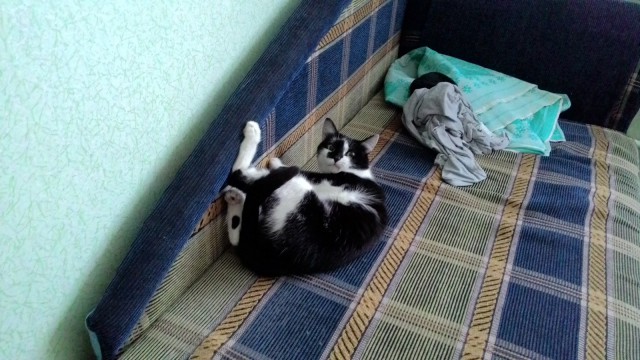 Котовторник  14.02.2017