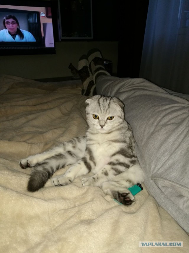 Котовторник 18.04.2017