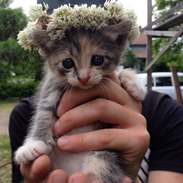 Коты и Кошки