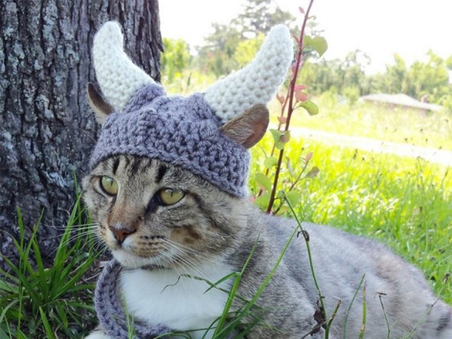 24 кота, которые подняли дерзость на новый уровень