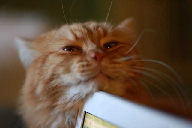 Коты и Кошки