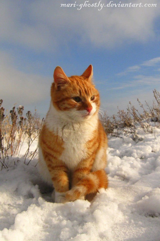 Коты и Кошки