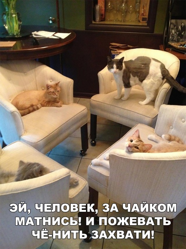 Прикольные картинки обо всём