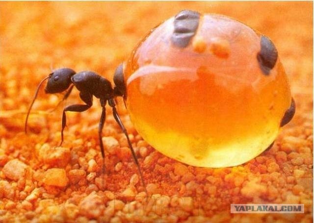 Медовые муравьи