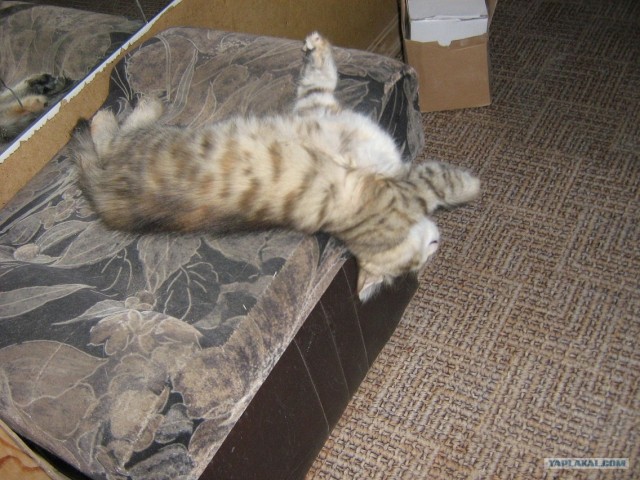 Котовторник уже сегодня!