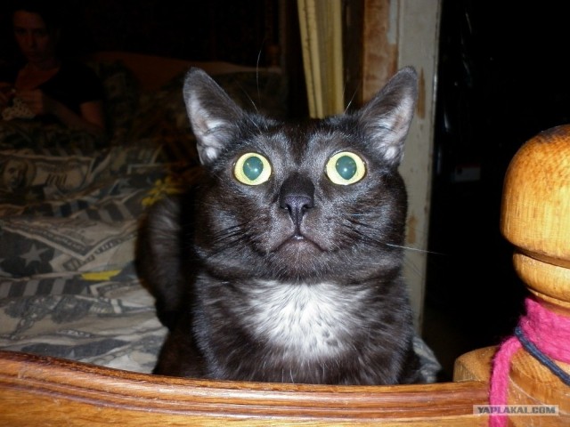 Котовторник (07.02.2012)