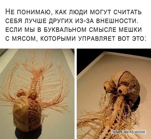 Центральная нервная система человека.