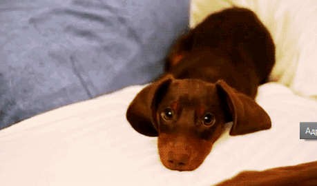 Гулять пойдем?