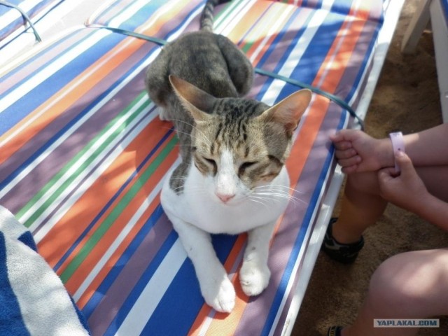 Египетские киски. (без цензуры)