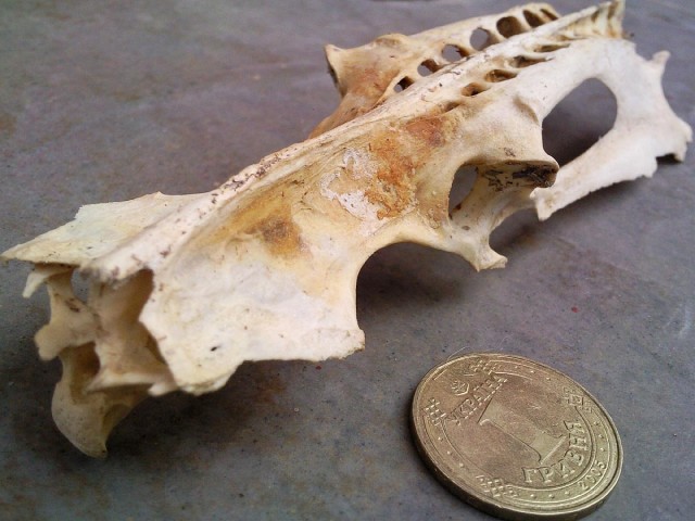 Череп неведомого существа.