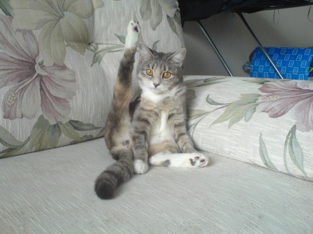 Котовторник  28.08.12