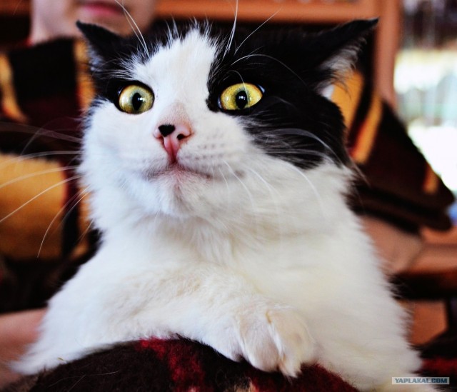 Котовторник 30.10.2012