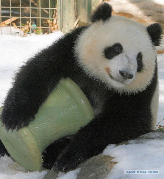 Про сытое царство лени