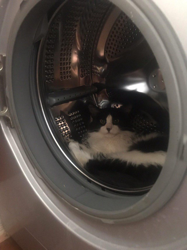Прикольных котов пост