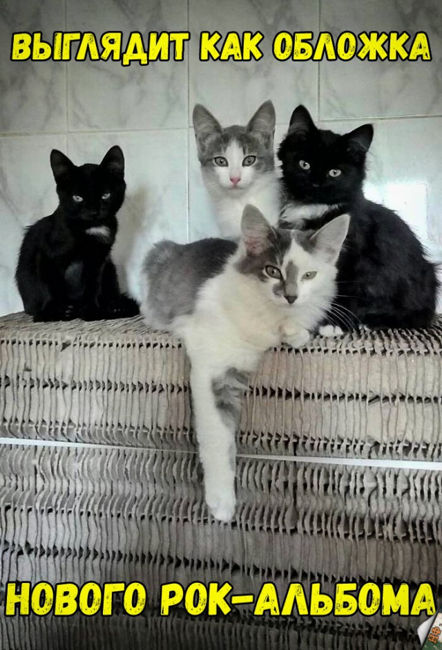 Забавные фото котеек