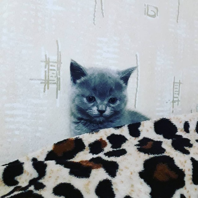 Забавные фото котеек