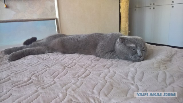 Картинки с котами и про котов