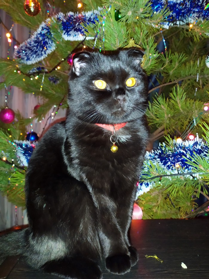 Котовторник *новогодний* 31/12/2019