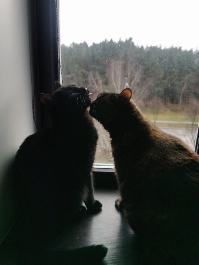 Котофеев пост