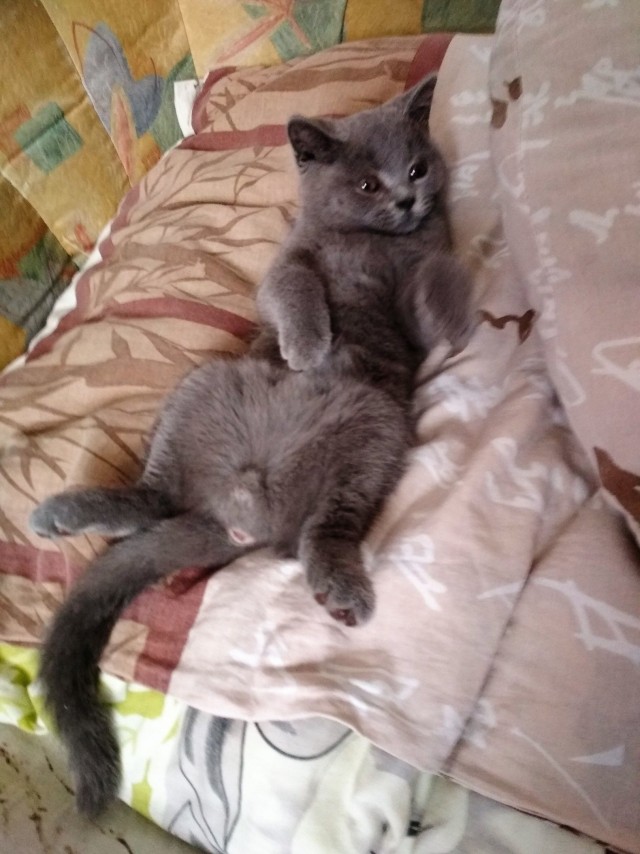Котики