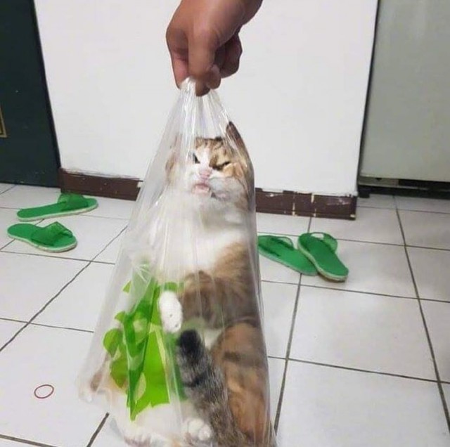 Эти забавные животные