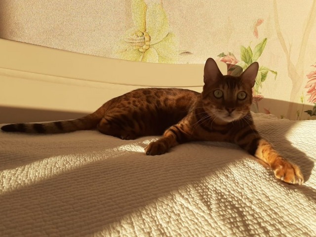 Моя красотка