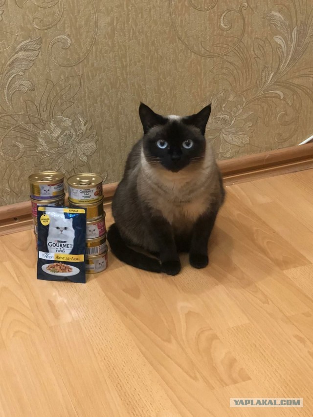 Новогодние котики!