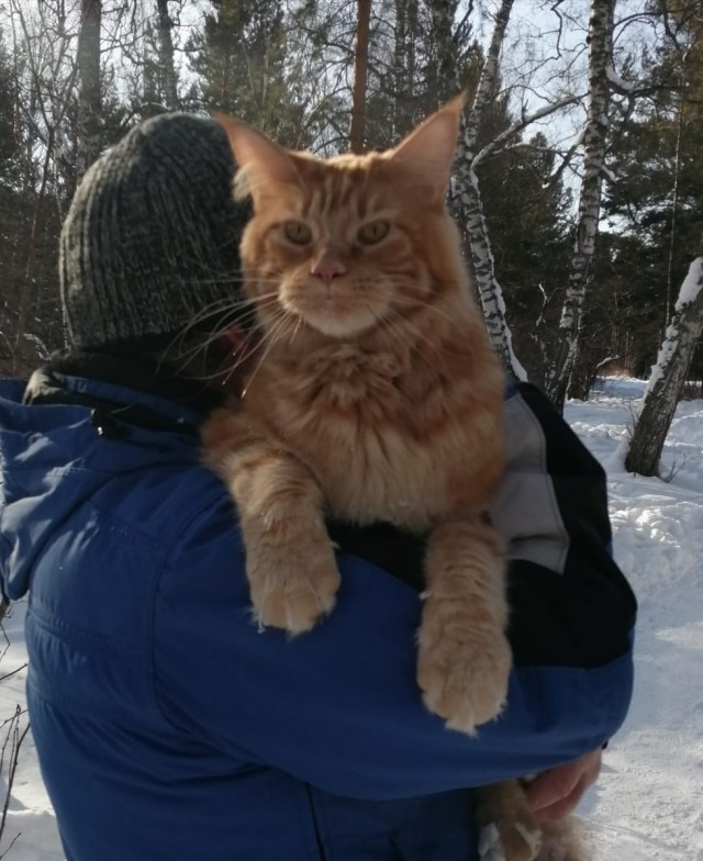 Котовторник 09.02.21. Свежие котики от Нарвского.