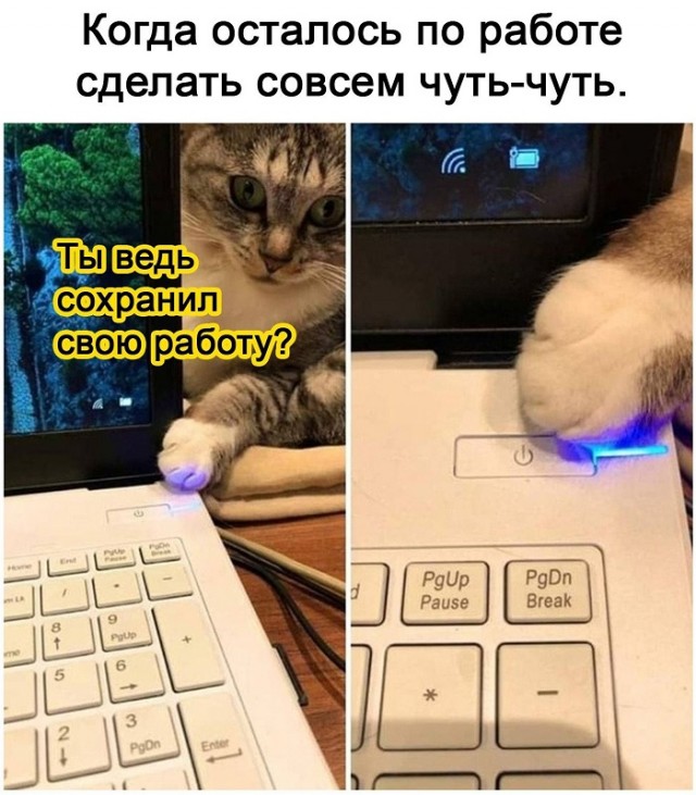 Картинки с котами и про котов