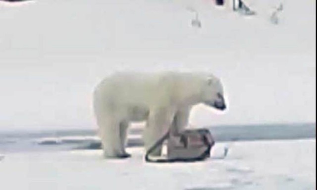 Умка заблудился