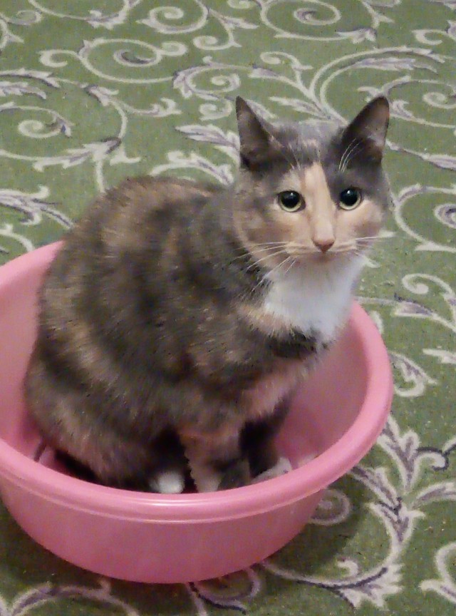 Вторник-кото