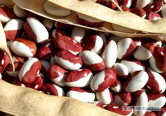Чем белая фасоль отличается от красной по вкусу ?