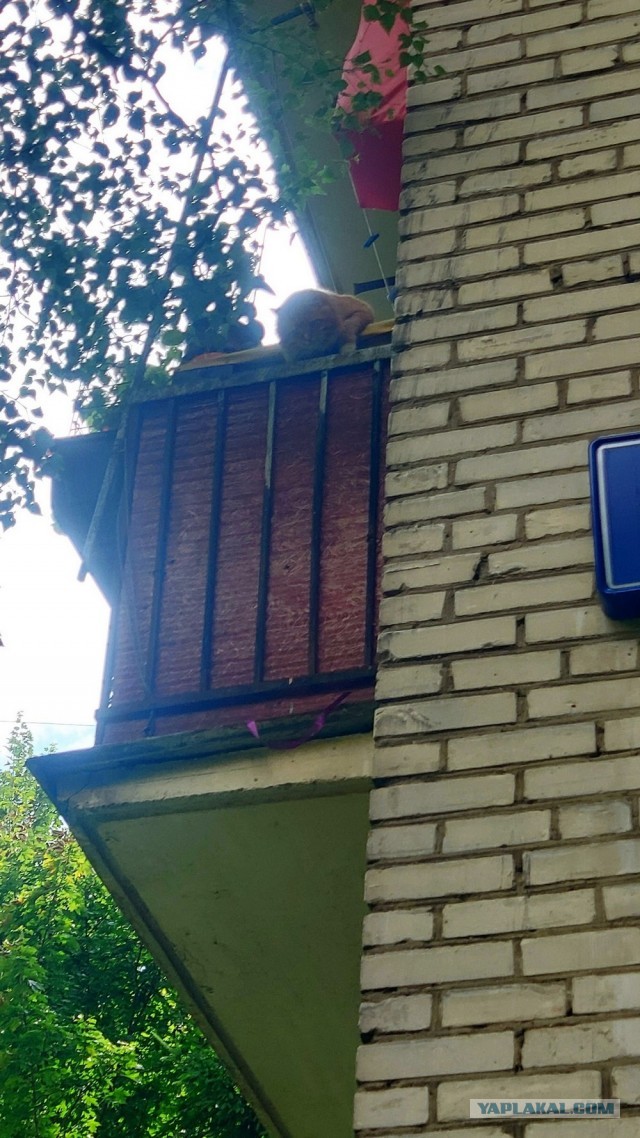 Погнали! С котовторником, други!