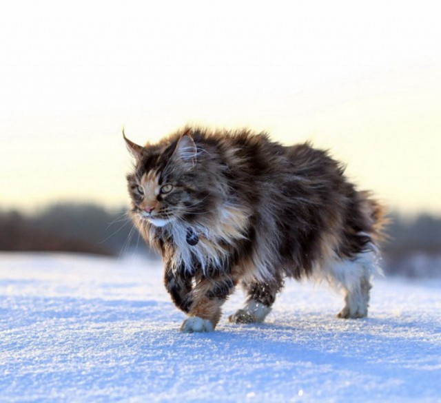 Злые котики - к последнему летнему котовторнику