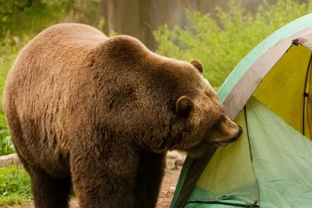 Путин опять ушел в тайгу. На четыре дня