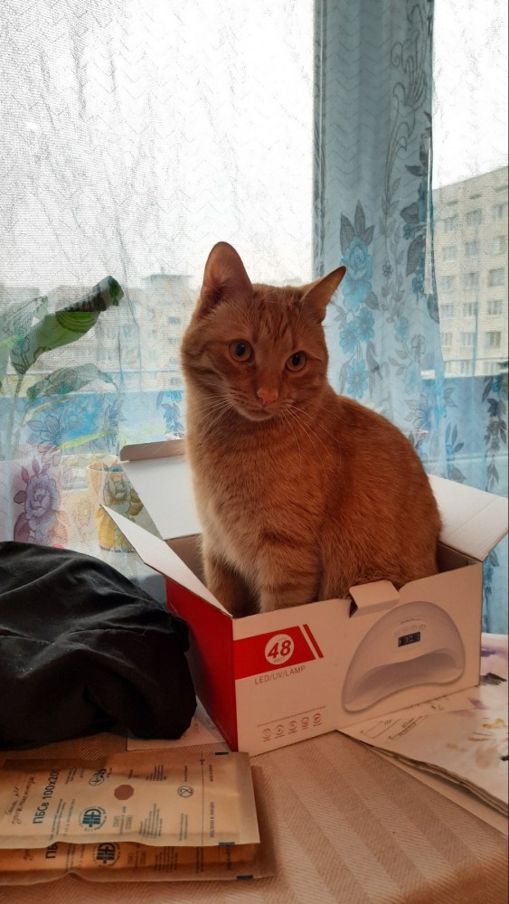Мой кот
