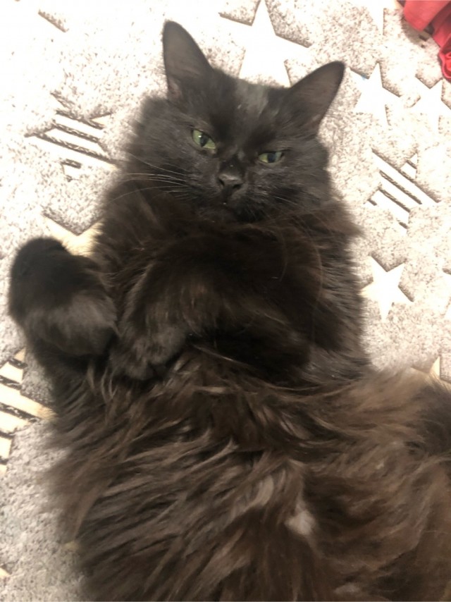 Котовторник - по расписанию!