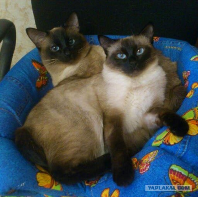 А это мой котан к котовторнику