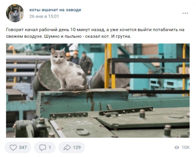 Коты ишачат на заводе