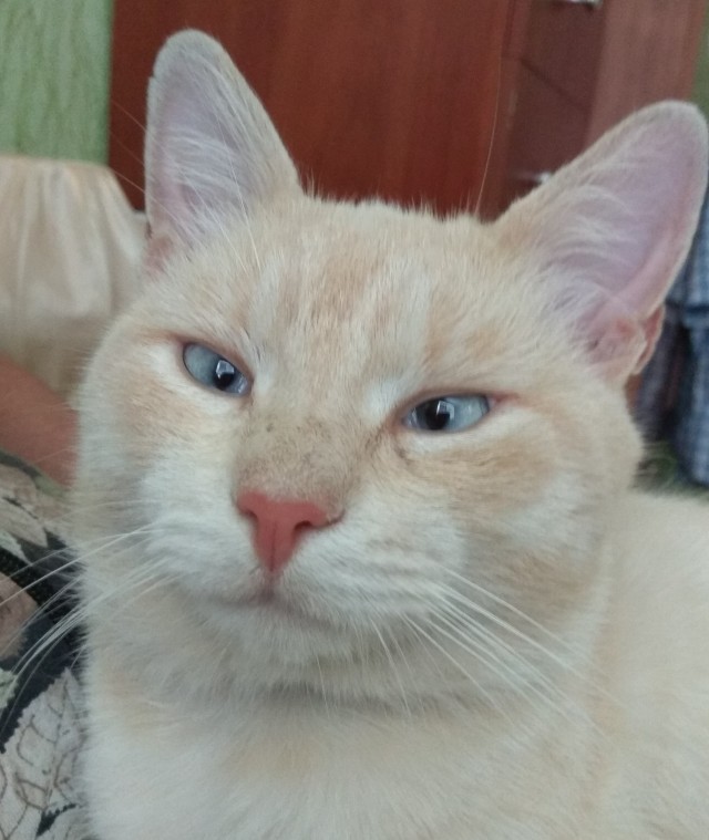 К нам пришел косоглазый кот