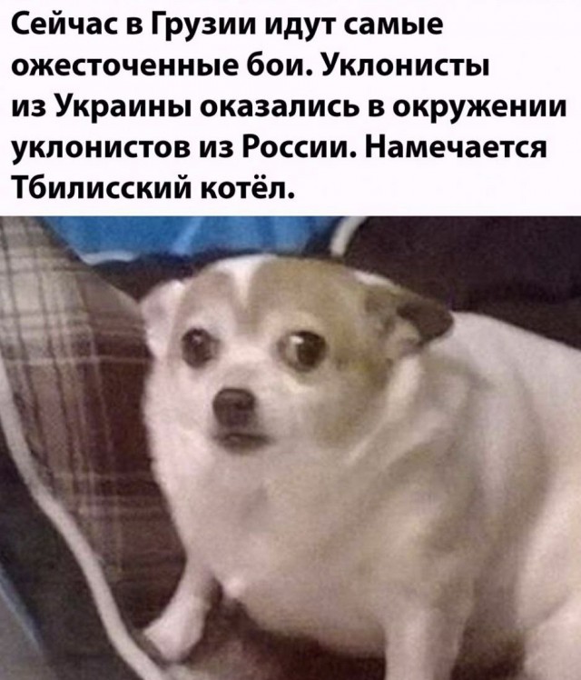 Пандемия съехавших крыш - разновидности болезни. Россия и мир. Часть 43.