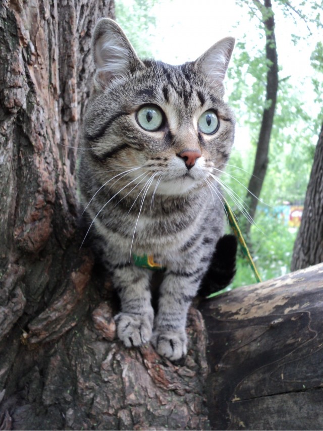 Про кота в четверг