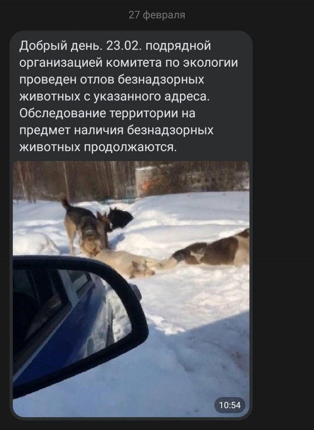 В Астрахани девочку чуть не загрызла стая собак: ее спасли проезжающие люди на автомобиле