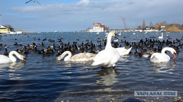 Крым в феврале или "Не стреляйте в белых лебедей!"