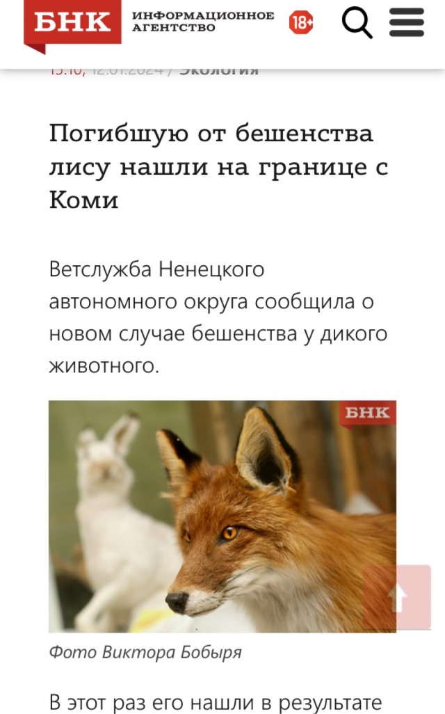 К жительнице Якутии почти месяц приходит в гости лисичка и просит ее покормить