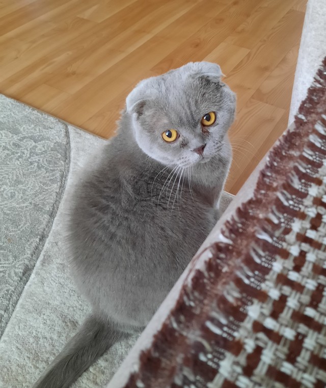 Котовторник 09.04.24