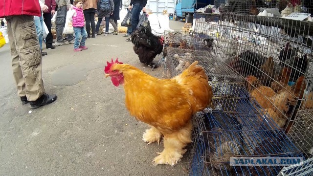 На рынках Белгорода введён запрет на продажу птицы